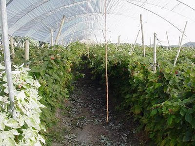 Jocotepec Raspberries