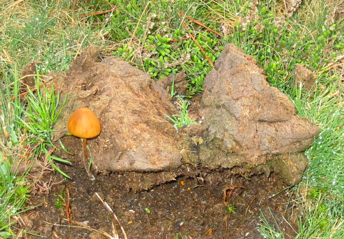 [CL_cogumelus+bostius.jpg]