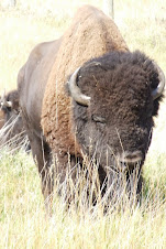 Buffalo