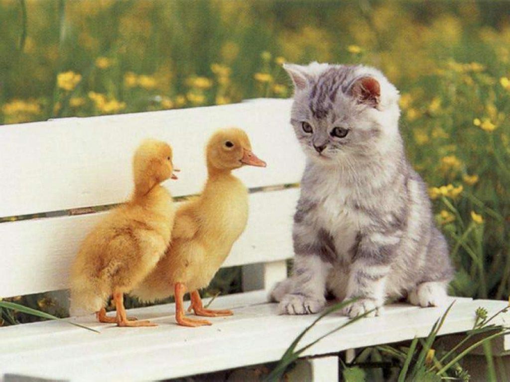 gatos+y+patos