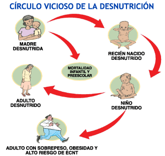 Estrechamente relacionado reducir grasa localizada cartucheras obviamente Catedrtico Economa reducir grasa localizada cartucheras