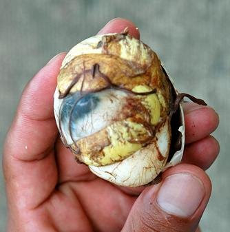 egg fetus