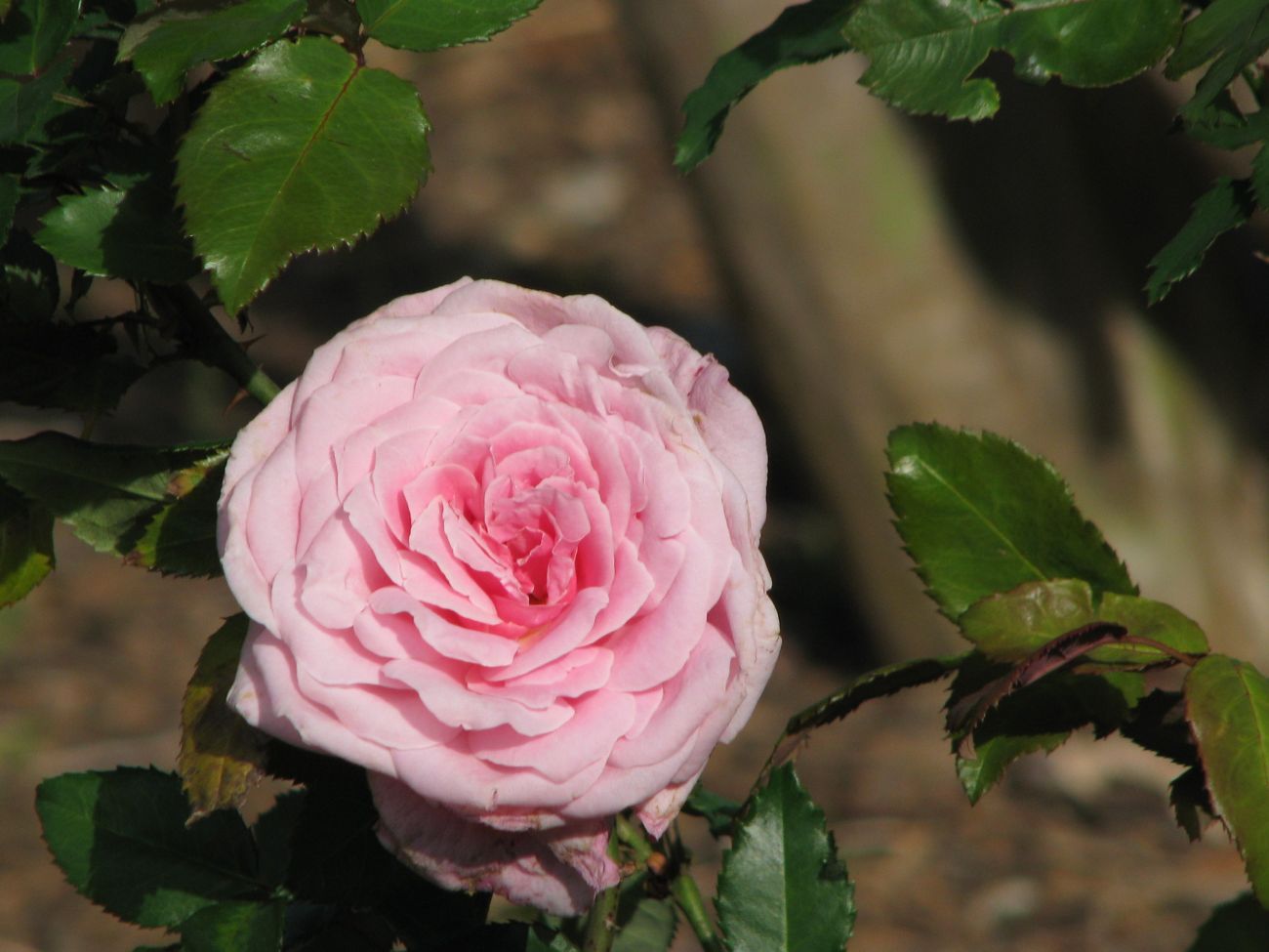 [IMG_5676resize.jpg]