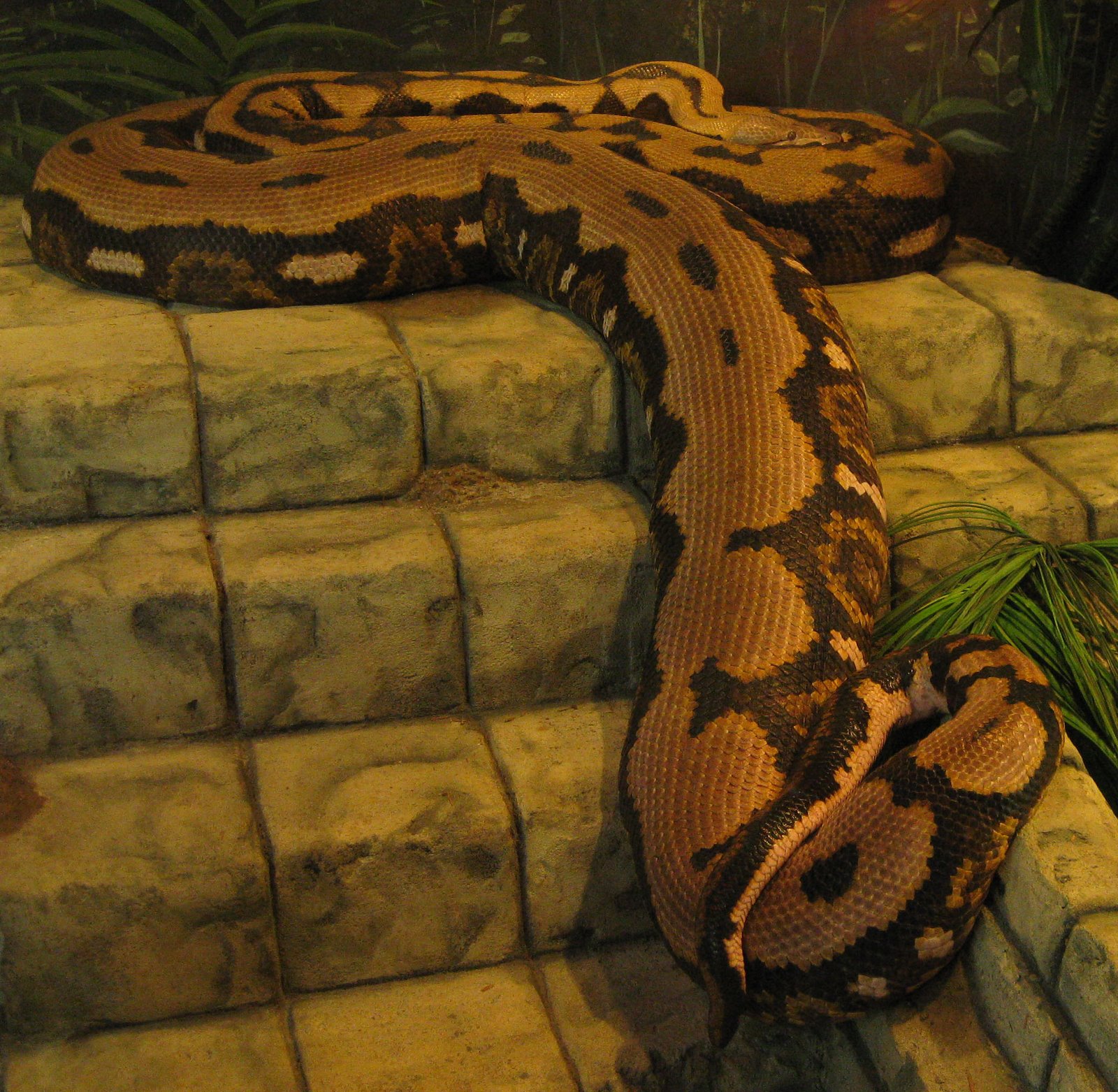 [reticulatedpython.JPG]