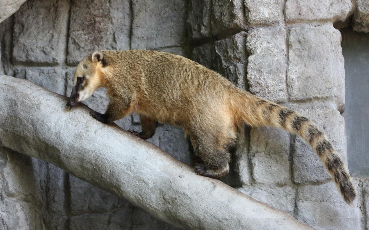 mountain coati