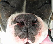 French bulldog