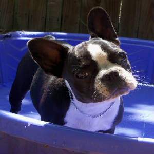 French bulldog puppies French bulldog puppies