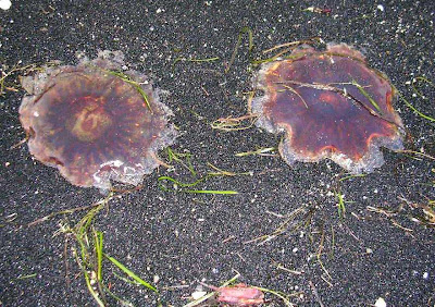 Little Red Jellyfish
