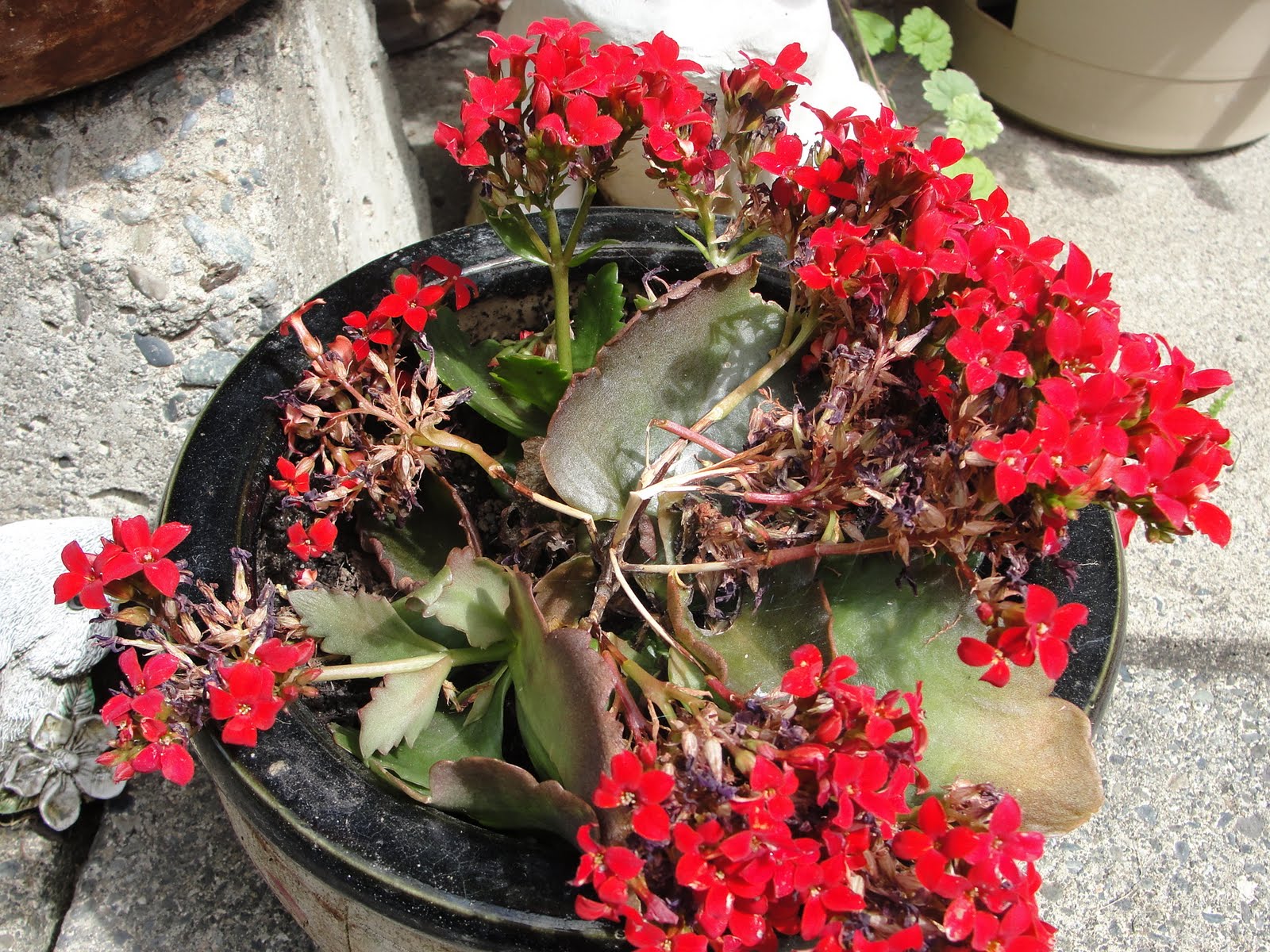 My life with the critters The Brown Thumb Report