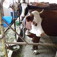 gambar peternakan sapi gambar peternakan sapi