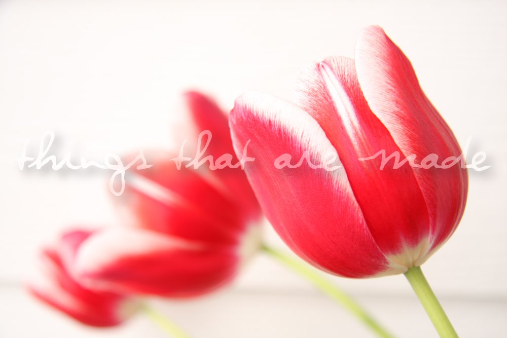 [three+red+tulips.jpg]