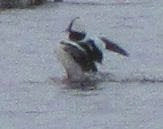 bufflehead