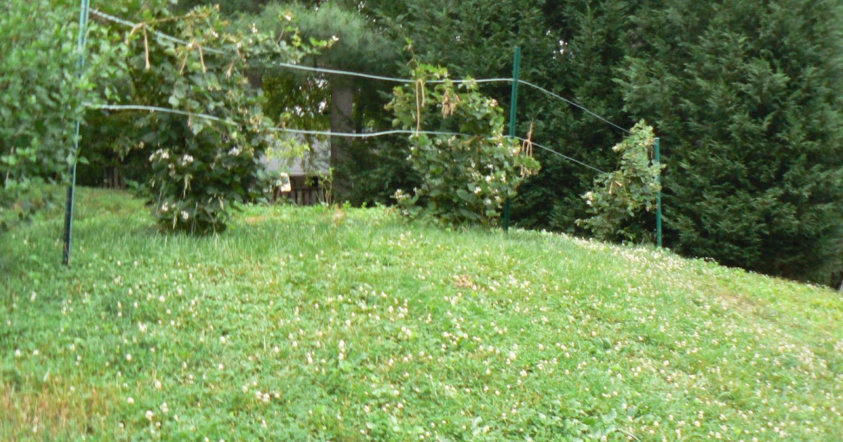 Plants to Plant Trellis for Blackberries