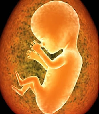 Embrion Humano