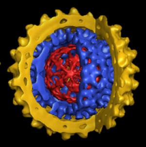 Hepatitis B is a