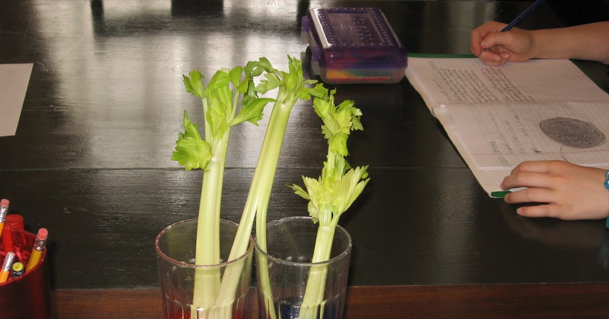 O. W. IN G. S. Our Little Celery Experiment
