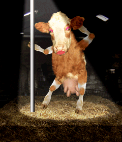 [cow-pole.gif]