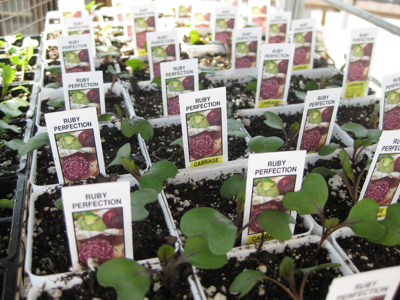 Greenhouse Veg