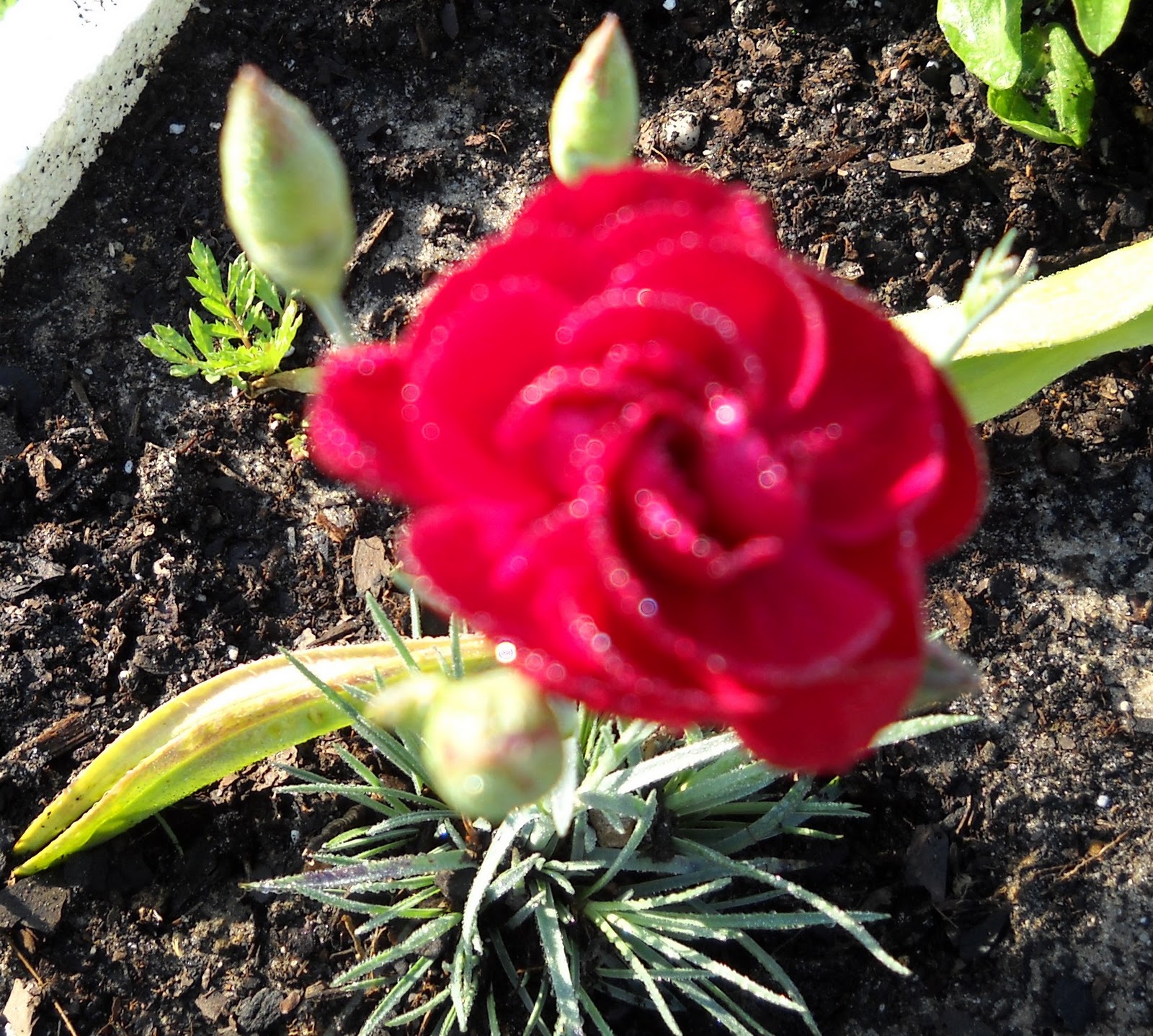 alphabetical list of flowers