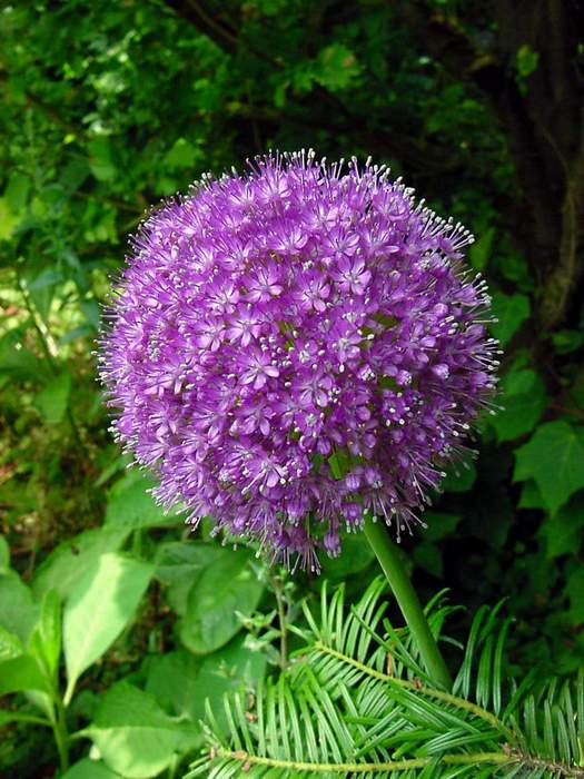 Garden Paradise Allium as a cut flower