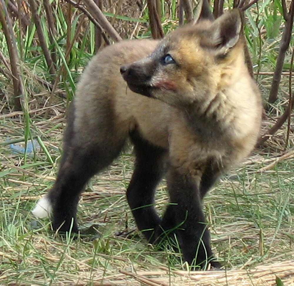 [fox7.jpg]