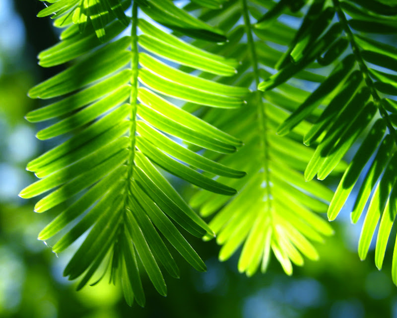 Free Nature Wallpaper Pictures For Your Computer Desktop title=