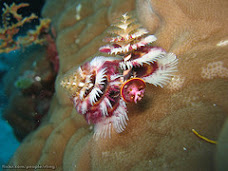 sea worms, believe it or not!