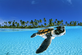 sea turtle by David Doubilet 