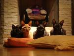 [gato2.jpg]