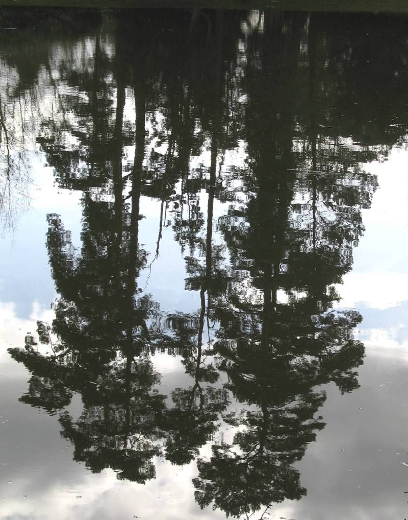 [06++pine+reflections+sm.jpg]