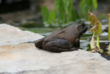Bullfrog(on steroids) fishing in our fountain.