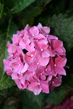 Pink Hydrangea