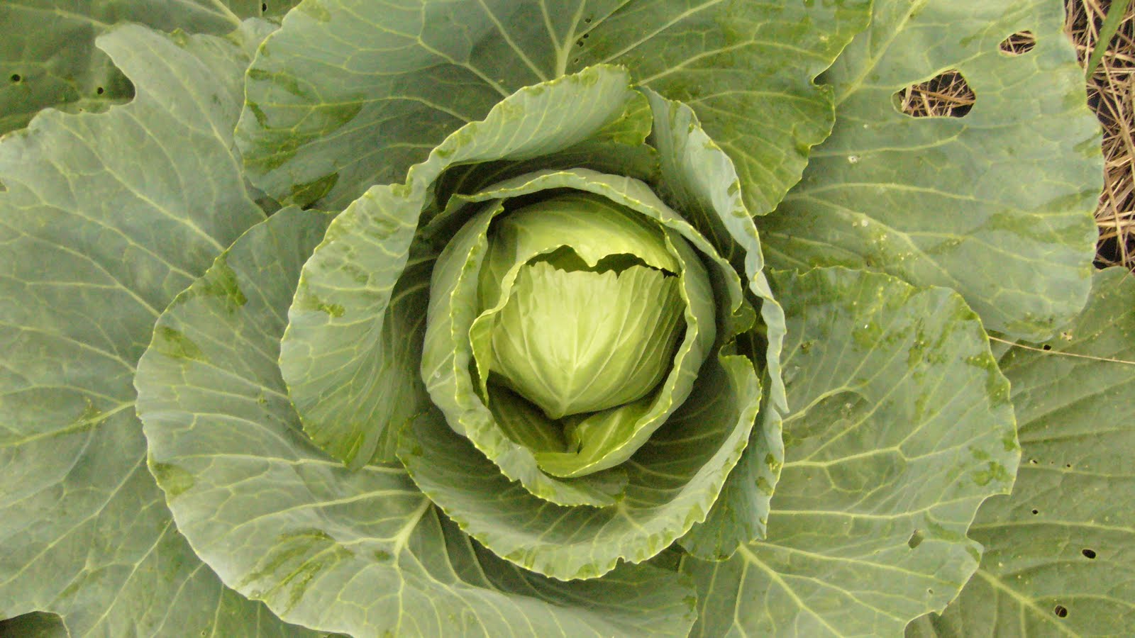 cabbage