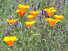 California Golden Poppy