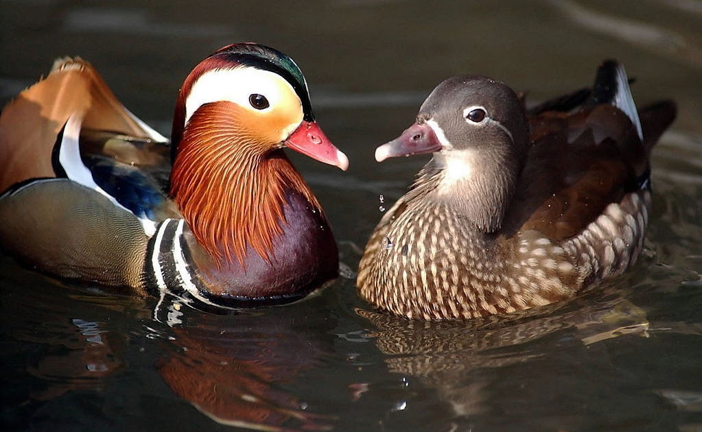 CIC Blog: Bebek Mandarin