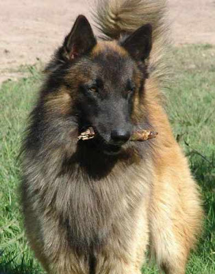 perros perros