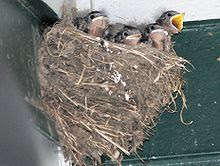 Barn+swallow+nesting+boxes