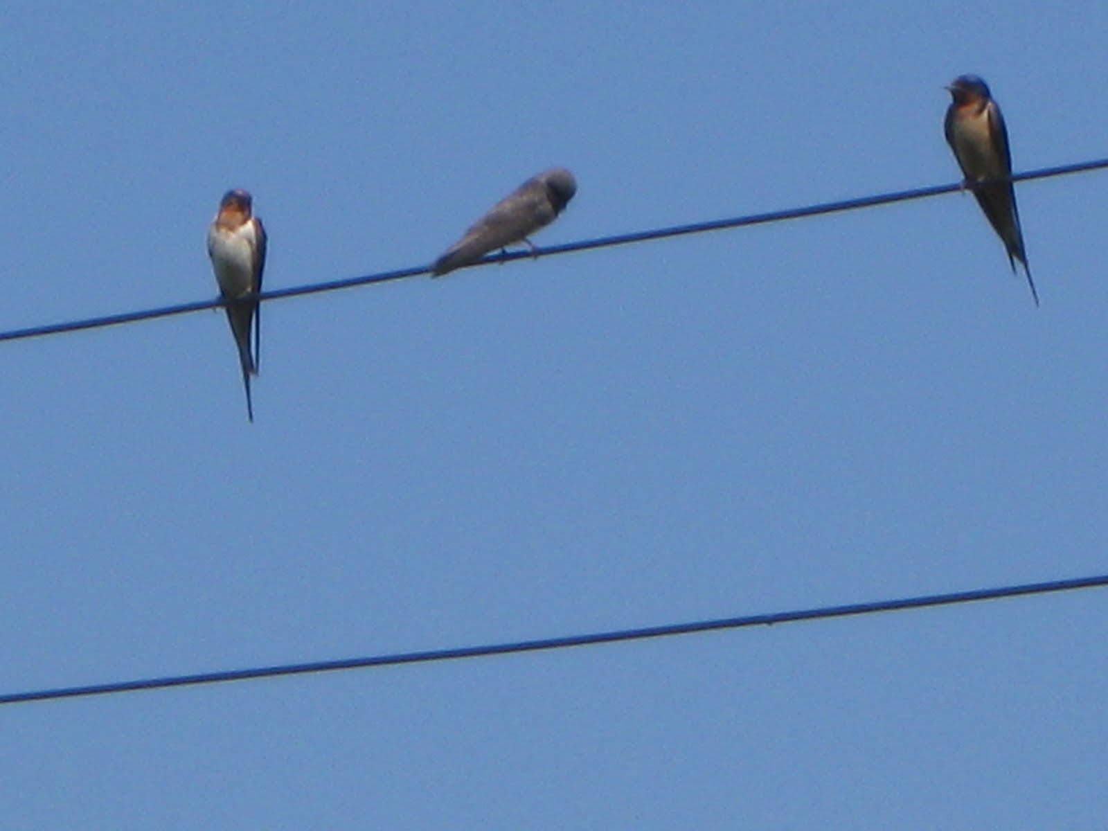 BARN SWALLOWS -- (hirundo BARN SWALLOWS -- (hirundo