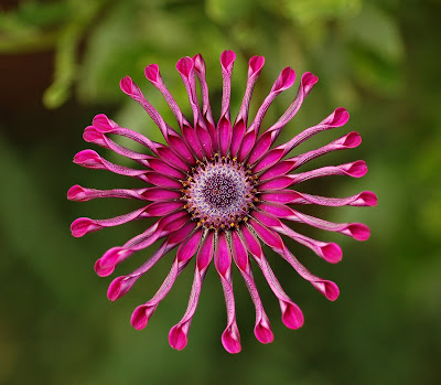 Osteospermum Plant