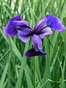 Natural Fertilizer