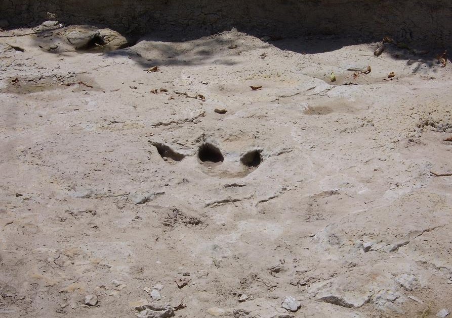 Terrell Daily Photo Dinosaur tracks, Glen Rose, Tx