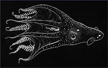 Vampyroteuthis infernalis