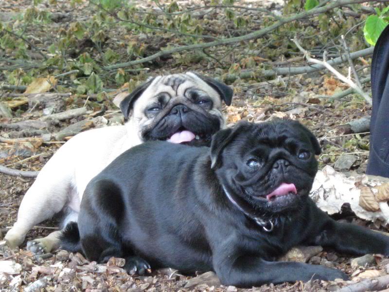 pug summer pug memes pug summer pug memes