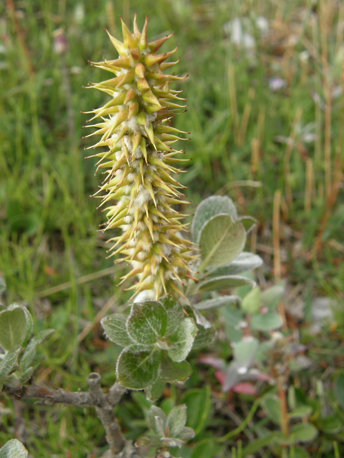 Arctic Willow Plant