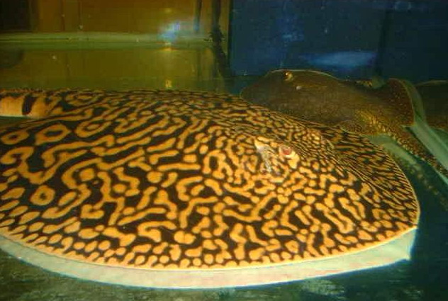 TIGER RAY