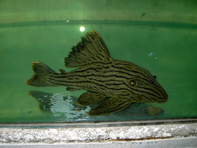 PLECO ROYAL - SHAMPER PERU