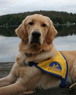 cci dogs not found cci dogs not found