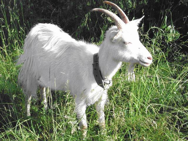Obrazek