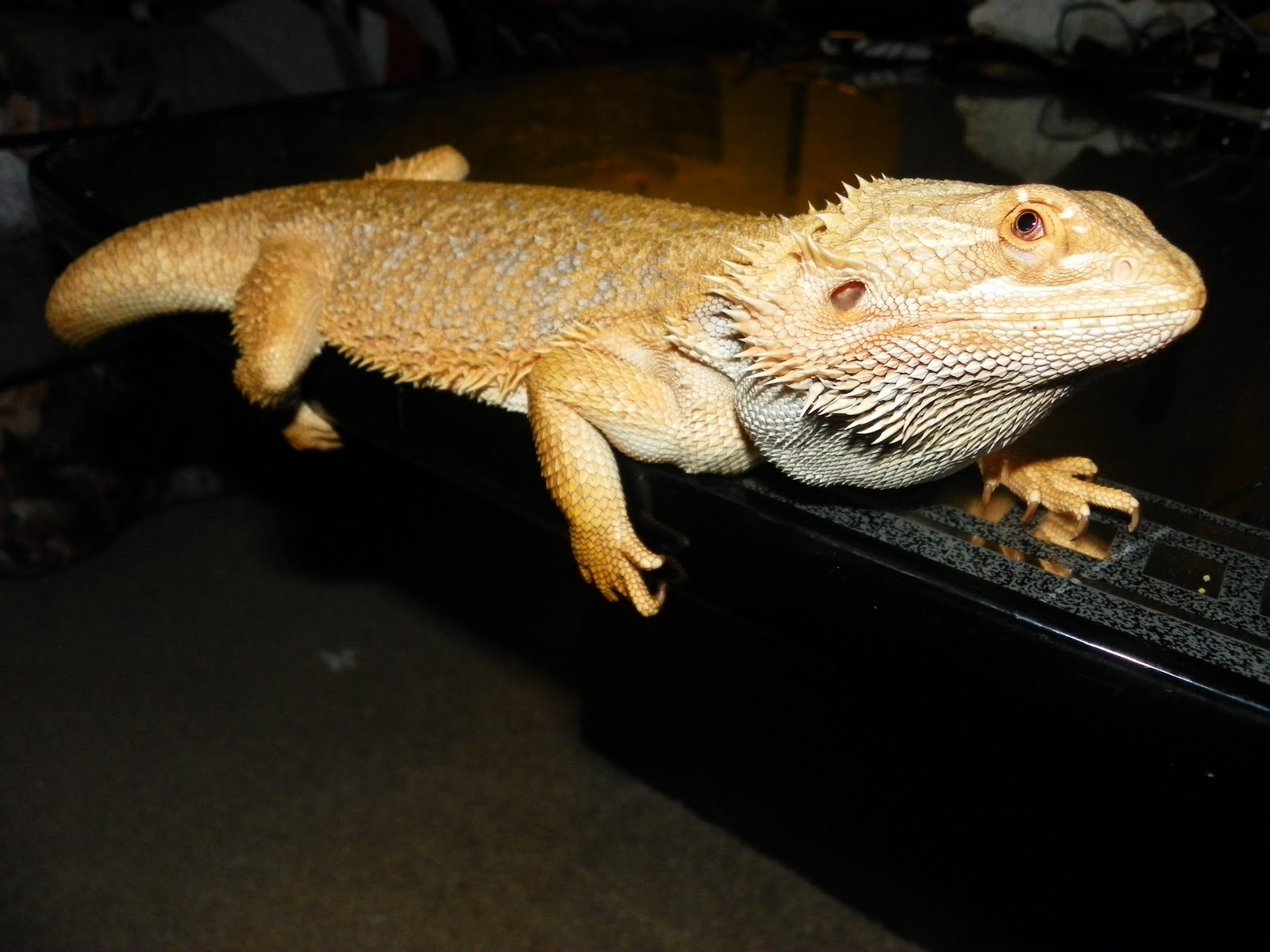translucent bearded dragon