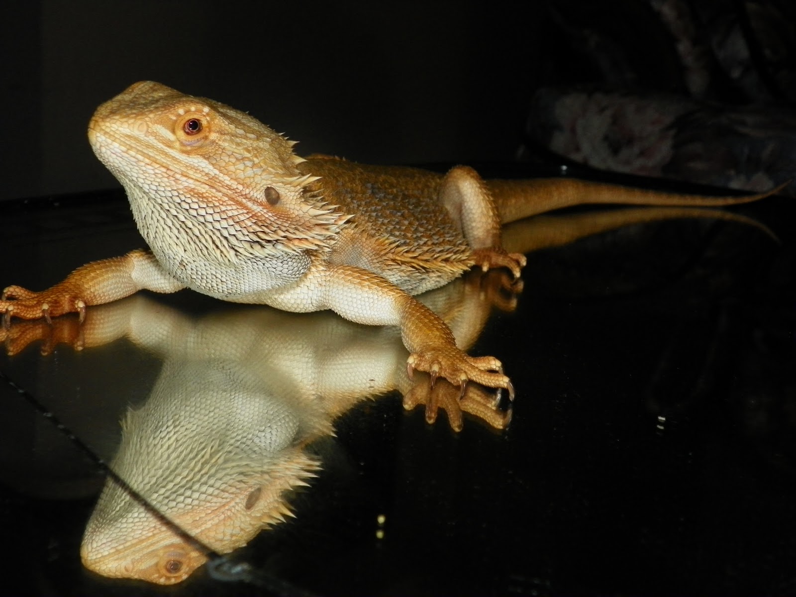 bearded-dragon-breed-4.jpg